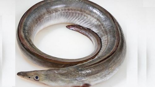新鲜冷冻鳗鱼块每公斤/Fresh Eel /Per kg（ 每块500g左右）