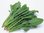 新鲜菠菜每公斤 Fresh spinach /Per kg