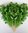 中国芹菜每公斤 chinese Celery Per/kg 每扎300g