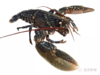 苏格兰龙虾-Scottish Lobster/ 每公斤 （每只 600g左右） 微信联系预定