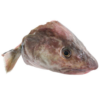 鳕鱼鱼头*每公斤/ Head of Coolfish*perkg 每个预计1kg左右