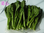新鲜茼蒿菜每公斤 窄叶长条 Fresh  tonghao  /Per kg（每袋500g左右）