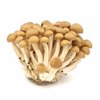 棕色蟹味菇（姬菇） *150g  brown shimeji mushroom