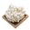 白玉菇（姬菇） *150g White  shimeji mushroom
