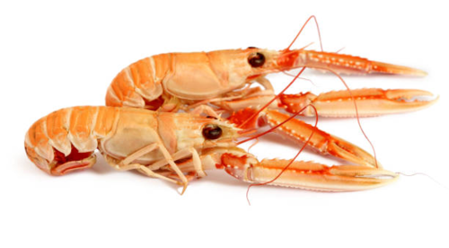 鲜活濑尿虾*每公斤 Crays  Mantis Shrimp